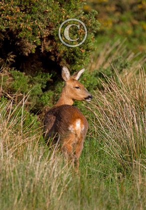Roe Deer Doe DM1125